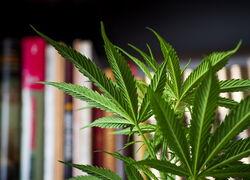 Darstellung des Gesamtkonzeptes als Haus mit vier Pfeilern und Querschnittsaufgaben als Basis